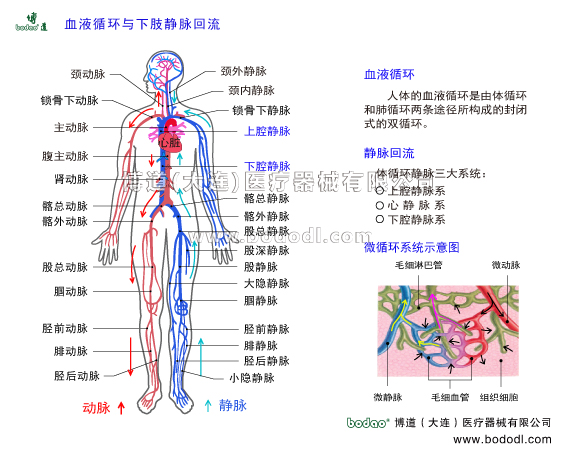 靜脈曲張的預防與治療