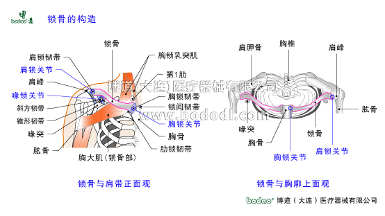 鎖骨的常見(jiàn)傷病與健康防護(hù)