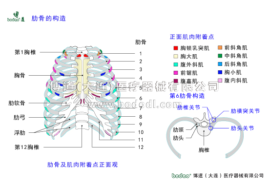 胸肋部常見(jiàn)疾病與健康護(hù)理