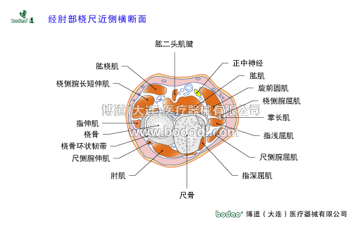 肘關(guān)節(jié)構(gòu)造及其常見傷病