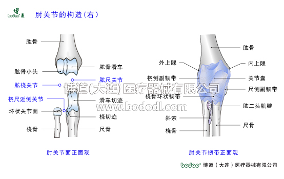 肘關(guān)節(jié)構(gòu)造及其常見傷病