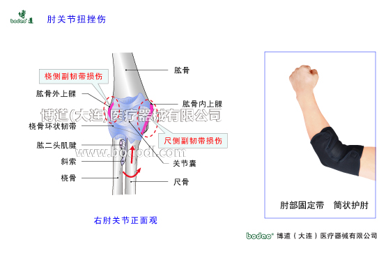 肘關(guān)節(jié)構(gòu)造及其常見傷病