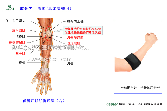 肘關(guān)節(jié)構(gòu)造及其常見傷病