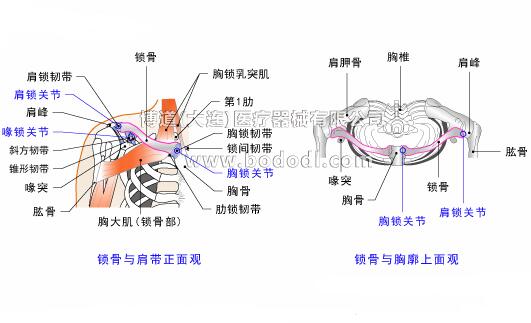鎖骨的常見傷病與健康防護(hù)
