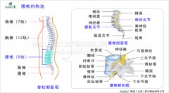 腰椎部常見(jiàn)疾病與健康護(hù)理