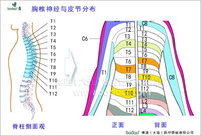 脊椎部疾病與健康護(hù)理