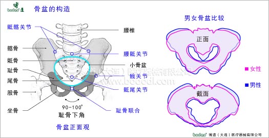 骨盆疾病與健康護(hù)理