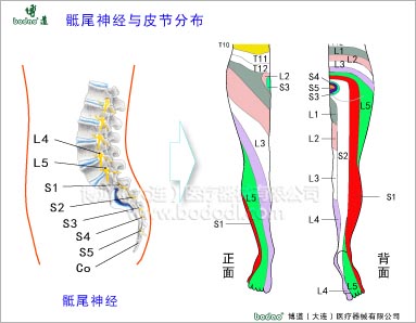 骨盆疾病與健康護(hù)理