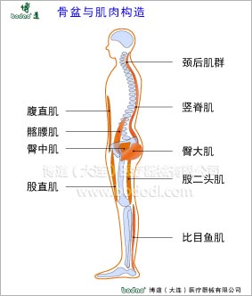 骨盆疾病與健康護(hù)理