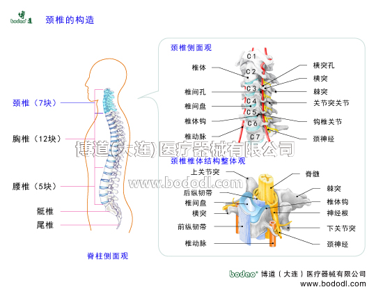 頸椎的構(gòu)造頸椎結(jié)構(gòu)頸椎解剖頸神經(jīng)根頸椎關(guān)節(jié)椎動(dòng)脈脊神經(jīng)寰椎樞椎隆椎橫突棘突上關(guān)節(jié)突下關(guān)節(jié)突頸椎小關(guān)節(jié)椎間關(guān)節(jié)博道頸托頸椎固定帶頸椎病頸椎綜合癥頸椎節(jié)段7塊頸椎骨6個(gè)頸椎間盤前縱韌帶后縱韌帶黃韌帶項(xiàng)韌帶棘間韌帶小關(guān)節(jié)囊斜方肌胸鎖乳突肌菱形肌夾肌肩胛提肌斜角肌頸最長(zhǎng)肌頸半棘肌頸多裂肌頸回旋肌脊髓神經(jīng)氣管食道寰樞關(guān)節(jié)枕骨椎體鉤與上位椎體的前后唇緣形成鉤椎關(guān)