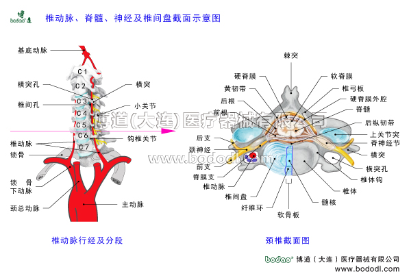 椎動(dòng)脈脊髓神經(jīng)椎間盤的構(gòu)造解剖截面圖博道頸椎固定帶透氣性醫(yī)用頸托頸椎術(shù)后固定矯形牽引支具椎病的預(yù)防與治療護(hù)頸椎動(dòng)脈行經(jīng)及分段頸總動(dòng)脈鎖骨下動(dòng)脈椎動(dòng)脈基底動(dòng)脈大腦后動(dòng)脈頸內(nèi)動(dòng)脈后交通動(dòng)棘突脊髓硬脊膜軟脊膜椎弓板硬脊膜外腔后縱韌帶上關(guān)節(jié)突脊神經(jīng)節(jié)橫突橫突孔椎體鉤頸椎骨髓核軟骨板纖維環(huán)脊膜支頸神經(jīng)前支后支前根后根黃韌帶頸椎構(gòu)造頸椎解剖圖頸神經(jīng)根前縱韌帶椎體