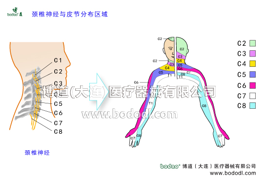 頸椎神經(jīng)與皮節(jié)分布區(qū)域示意圖頸椎構(gòu)的造頸神經(jīng)及頸神經(jīng)根椎動(dòng)脈基底動(dòng)脈頸椎病的預(yù)防與治療頸椎神經(jīng)有8對(duì)前根運(yùn)動(dòng)性后根感覺性頸椎病的癥狀與治療方法頸神經(jīng)控制區(qū)域博道頸椎固定帶頸托系列博道頸椎矯正帶頸叢神經(jīng)臂叢神經(jīng)肌皮神經(jīng)正中神經(jīng)尺神經(jīng)橈神腋神經(jīng)胸長(zhǎng)神胸背神經(jīng)為枕下神經(jīng)分支椎枕肌和頭半棘肌枕大神經(jīng)后支椎間關(guān)節(jié)橫突或關(guān)節(jié)突肥大頸椎部深肌勞損炎癥肌纖維腱纖維或