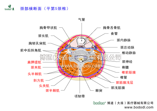 頸椎部的骨骼肌肉筋膜神經(jīng)血管構(gòu)造頸椎病的癥狀與康復(fù)治療頸椎病的預(yù)防與診斷頸部橫斷面平第5頸椎橫斷面頸椎構(gòu)造頸椎解剖博道頸托頸椎固定帶頸椎矯正帶頸椎保溫高度可調(diào)節(jié)頸椎矯形固定支架支具頸椎骨折急救固定支具頸椎術(shù)后康復(fù)護(hù)理支具博道頸椎固定帶系列頸部肌肉氣管胸骨舌骨肌食管頸內(nèi)靜脈頸總動(dòng)脈椎動(dòng)靜脈頸神經(jīng)脊髓椎管椎前筋膜頸筋膜淺層頸淺筋膜棘突項(xiàng)韌帶頸半棘肌頭夾肌