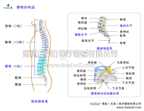 腰椎的構(gòu)造博道腰椎固定帶腰椎結(jié)構(gòu)腰椎病的預(yù)防與康復(fù)治療脊柱側(cè)面觀頸椎有幾塊胸椎有塊腰椎有5塊腰椎側(cè)面觀骶椎尾骨棘突腰椎間盤突出腰神經(jīng)根腰椎間關(guān)節(jié)腰骶關(guān)節(jié)骶尾關(guān)節(jié)腰椎體解剖圖馬尾神經(jīng)髓核軟骨板纖維環(huán)腰椎小關(guān)節(jié)前縱韌帶后縱韌帶黃韌帶棘上韌帶棘間韌帶腰椎管椎間孔脊髓脊神經(jīng)構(gòu)造腰神經(jīng)節(jié)橫突上下關(guān)節(jié)突關(guān)節(jié)醫(yī)用護腰帶髓核纖維環(huán)軟骨板腰肌勞損腰椎退行性病變骨質(zhì)增生日本護腰高彈力透氣醫(yī)用護腰帶閃腰扭腰腰圍