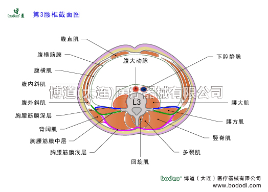 腰椎結(jié)構(gòu)第三腰椎截面圖L3結(jié)構(gòu)腰椎解剖圖腰部肌肉構(gòu)造腰大肌腰方肌豎脊肌髂肋肌最長肌棘肌多裂肌回旋肌背闊肌腹直肌腹外斜肌腹內(nèi)斜肌腹橫肌下腔靜脈腹主動脈腹大動脈髂腰肌胸腰筋膜淺層胸腰筋膜中層胸腰筋膜深層閃腰扭腰博道透氣性護腰腰椎矯正固定帶腰肌勞損腰椎骨質(zhì)增生腰背肌筋膜炎腰椎間盤突出胸腰椎壓縮性骨折腰疼透氣加壓護腰腰椎矯正固定牽引器腰椎病的預(yù)防與治療腰椎病的主要病癥與康復(fù)治療博道腰部固定帶腰椎固定帶