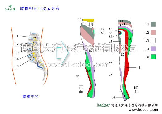 腰椎神經(jīng)與皮節(jié)分布腰椎神經(jīng)皮節(jié)腰椎神經(jīng)有5對前根屬運動性后根屬感覺性脊神經(jīng)節(jié)神經(jīng)干椎間孔前支后支脊膜支和交通支神經(jīng)節(jié)段性、腰叢神經(jīng)股神經(jīng)閉孔神經(jīng)腰骶干神經(jīng)骶尾神經(jīng)骶叢神經(jīng)肌支神經(jīng)皮支神經(jīng)節(jié)段性臀上皮神經(jīng)橫突或關(guān)節(jié)突肥大背部深肌勞損撕裂以及肌纖維腱纖維或韌帶的腫脹出血等原因致使后支受壓張力增加導致腰背痛博道護腰部固定帶腰椎固定帶透氣性腰圍腰封腰托腰椎病的預(yù)防與治療腰椎病的治療與康復(fù)護理博道腰部固定帶