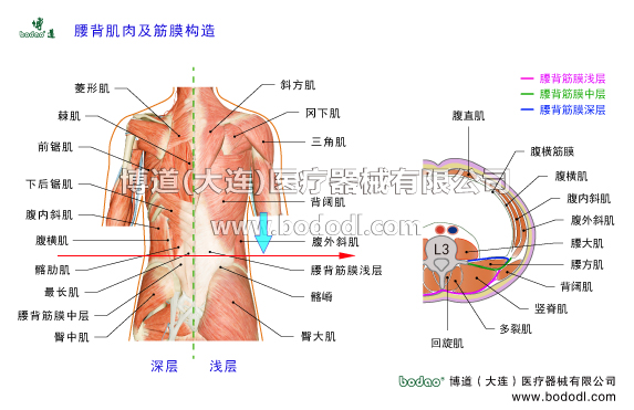 腰背部肌肉及腰背部深淺筋膜的構(gòu)造腰椎由5塊腰椎骨和5個腰椎間盤組成，依靠前縱韌帶后縱韌帶黃韌帶棘間韌帶棘上韌帶腰椎小關(guān)節(jié)囊等韌帶組織和腰背部腰骶部的背闊肌豎脊肌多裂肌回旋肌腰方肌腰大肌以及腹前壁兩側(cè)的腹直肌腹斜肌髂腰肌等眾多肌肉筋膜和肌腱組織共同支撐著人體的上半部。腰椎是脊柱的重要承重節(jié)段，是活動性腰椎轉(zhuǎn)變?yōu)楣潭ㄐ憎咀怠⑶巴寡缔D(zhuǎn)變?yōu)楹笸棍咀档倪^渡區(qū)中心，因此腰椎部是相關(guān)軟組織急慢性損傷的易發(fā)部位。