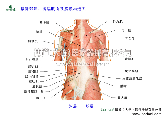 腰背部深淺層肌肉及胸腰筋膜構(gòu)造博道腰椎固定帶透氣性醫(yī)用護腰腰肌勞損又名功能性腰痛、腰部軟組織勞損，是腰部軟組織損傷的代表性傷病，主要是指腰背部及腰骶部相關(guān)肌肉、韌帶等軟組織的慢性損傷。腰部淺層有呈直角三角形的背闊肌，深層有位于腰椎內(nèi)外兩側(cè)、強勁有力的豎脊肌（髂肋肌、最長肌、棘?。┮约岸嗔鸭?、回旋肌、腰方肌、腰大肌等。其中，豎脊肌、多裂肌、腰大肌這3組肌肉組織在腰部活動中負擔最大，受損傷最多。