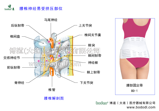 腰椎神經(jīng)易受擠壓部位，腰椎病的預(yù)防與治療博道腰部固定帶醫(yī)用透氣性護腰。腰椎病的病癥種類與康復(fù)護理腰椎固定帶腰椎構(gòu)造解剖圖腰椎間盤突出腰椎退行性改變?nèi)毡就笟庾o腰腰肌勞損椎管椎間孔棘突上下關(guān)節(jié)突神經(jīng)根脊神經(jīng)馬尾神經(jīng)交感神經(jīng)節(jié)前縱韌帶后縱韌帶椎間關(guān)節(jié)椎間關(guān)節(jié)囊椎間盤膨出退變馬尾綜合征小關(guān)節(jié)紊亂腰背肌筋膜炎急慢性腰疼腰椎壓縮哦性骨折腰椎矯正帶腰椎椎管狹窄腰椎滑脫分離癥腰椎峽部裂峽部不連腰骶關(guān)節(jié)勞損骶髂關(guān)節(jié)炎
