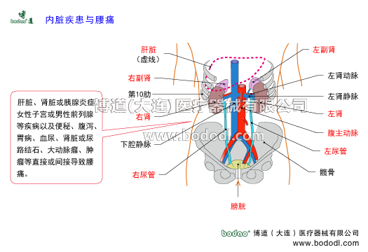 內(nèi)臟疾患與腰痛。腰椎病及腰痛的三大發(fā)病原因，腰痛的主要原因。腰痛與內(nèi)臟疾患相關(guān)。腰椎病的預(yù)防與治療，博道醫(yī)用腰部固定帶透氣性護腰的功能與作用。腰椎病的治療與防護。肝臟腎臟胰腺炎癥女性子宮或男性前列腺等疾病及便秘腹瀉胃病血尿腎臟或尿路結(jié)石大動脈瘤腫瘤等引發(fā)腰痛。腰部關(guān)節(jié)疾病如腰椎關(guān)節(jié)腰骶關(guān)節(jié)骶髂關(guān)節(jié)髖關(guān)節(jié)以及腰腹部肌肉筋膜肌腱神經(jīng)等軟組織損傷或病變導致腰痛。腰痛其它因素：婦科疾病痛經(jīng)孕期產(chǎn)后更年期體寒