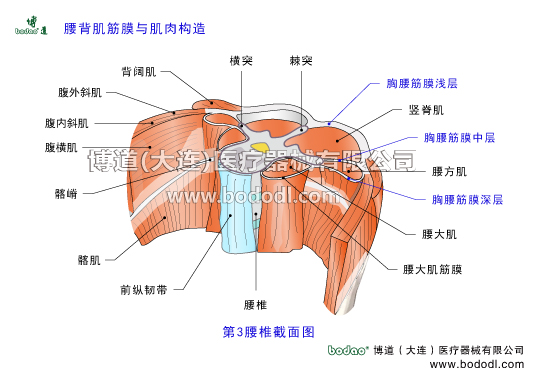 腰背肌筋膜與肌肉的構(gòu)造，胸腰筋膜的構(gòu)造及功能與作用。胸背筋膜有幾層構(gòu)造。腰背肌筋膜分幾層。博道腰部固定帶透氣性醫(yī)用護腰的功能與防護作用。腰背筋膜淺層在哪里豎脊肌表面，背闊肌和下后鋸肌的起始腱膜，髂嵴和骶外側(cè)嵴，腰椎棘突和棘上韌帶，豎脊肌鞘。腰背筋膜中層位于豎脊肌與腰方肌之間，腹肌的起始腱膜。腰背筋膜深層位于腰方肌前側(cè)，腰大肌筋膜，腹內(nèi)筋膜。髂腰肌筋膜，股骨小轉(zhuǎn)子。胸腰筋膜損傷炎癥的原因癥狀及治療護理