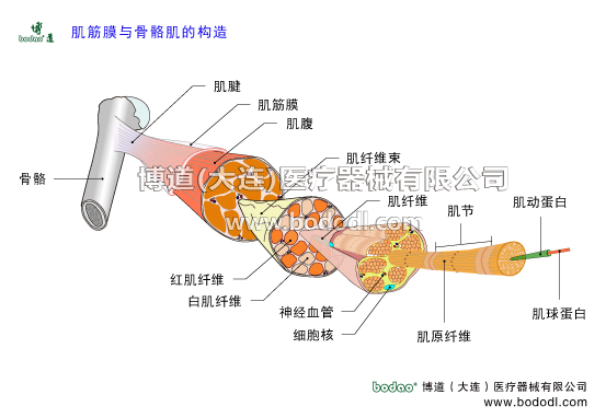 肌筋膜與骨骼肌的構(gòu)造。什么是筋膜，筋膜在哪里。筋膜的功能與作用。筋膜存在于體內(nèi)各個組織器官之間，具有支持、限制和保護各組織器官的作用。筋膜的種類。漿膜下筋膜即內(nèi)臟筋膜。肌筋膜包被骨骼肌，是一層覆蓋于肌肉和肌腱組織周圍、遍布全身的結(jié)締組織，肌筋膜膠原纖維的排列方向。肌筋膜又可分為淺筋膜和深筋膜。博道腰椎固定帶透氣性醫(yī)用護腰的功能與防護作用。