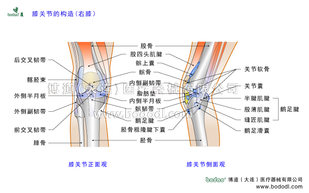 膝關(guān)節(jié)的構(gòu)造，膝蓋滑囊結(jié)構(gòu)，膝關(guān)節(jié)半月板，膝關(guān)節(jié)韌帶與肌肉構(gòu)造，博道透氣性醫(yī)用護(hù)膝膝關(guān)節(jié)固定帶，髕上囊髕下脂肪墊膝關(guān)節(jié)液，髕股關(guān)節(jié)股脛關(guān)節(jié)股骨內(nèi)側(cè)髁外側(cè)髁脛骨髁，脛骨平臺(tái)，前后交叉韌帶前后十字韌帶髕骨韌帶，膝關(guān)節(jié)滑膜關(guān)節(jié)囊，股四頭肌肌腱脛骨粗隆關(guān)節(jié)軟骨鵝足腱滑囊，半膜肌腱股薄肌腱縫匠肌腱髕韌帶內(nèi)側(cè)副韌帶外側(cè)副韌帶腘斜韌帶髕下深囊，髂脛束膝關(guān)節(jié)活動(dòng)度，膝關(guān)節(jié)疾病的預(yù)防與治療，膝關(guān)節(jié)角度可調(diào)式卡盤固定支