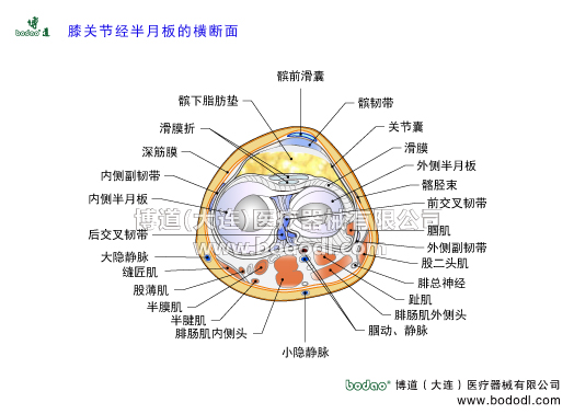 膝關(guān)節(jié)半月板的構(gòu)造，膝關(guān)節(jié)的構(gòu)造截面圖，膝關(guān)節(jié)滑膜髕前滑囊髕韌帶，膝關(guān)節(jié)囊膝關(guān)節(jié)滑囊，髂脛束跑步膝，膝關(guān)節(jié)內(nèi)外側(cè)半月板及主要人帶的構(gòu)造與功能，交叉韌帶十字韌帶，博道醫(yī)用護(hù)膝角度可調(diào)式膝關(guān)節(jié)卡盤固定支架腿，部下肢可骨折固定夾板，腘肌腱外側(cè)副韌帶股二頭肌腓總神經(jīng)趾肌腘動(dòng)脈腘靜脈腓腸大小隱靜脈半腱肌半膜肌股薄肌縫匠肌板股后韌帶板股前韌帶內(nèi)側(cè)半月板內(nèi)側(cè)副韌帶，膝關(guān)節(jié)滑膜折。髕下脂肪墊，伸膝裝置與屈膝裝置