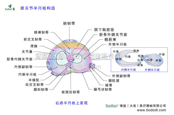 膝關(guān)節(jié)半月板的構(gòu)造與功能。半月板位于股骨髁與脛骨平臺(tái)之間由內(nèi)側(cè)半月板和外側(cè)半月狀纖維軟骨組成。膝關(guān)節(jié)半月板損傷的原因、癥狀與治療方法。膝關(guān)節(jié)的構(gòu)造。膝關(guān)節(jié)半月板上面觀。博道醫(yī)用膝關(guān)節(jié)固定帶可調(diào)式半月板術(shù)后卡盤固定支架可調(diào)式膝關(guān)節(jié)置換固定支架膝關(guān)節(jié)骨折固定支具髕韌帶髕下脂肪墊脛骨外髁髂脛束外側(cè)副韌帶腘肌腱腘弓狀韌帶板股后韌帶腘斜韌帶后交叉韌帶半膜肌內(nèi)側(cè)副韌帶MCL脛骨內(nèi)髁膝關(guān)節(jié)囊滑膜前交叉韌帶ACL膝