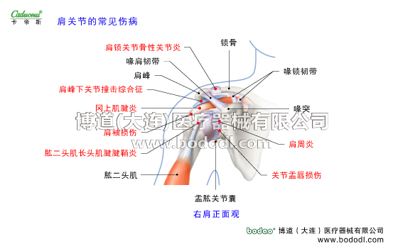 肩關(guān)節(jié)的運動損傷與防護(hù)