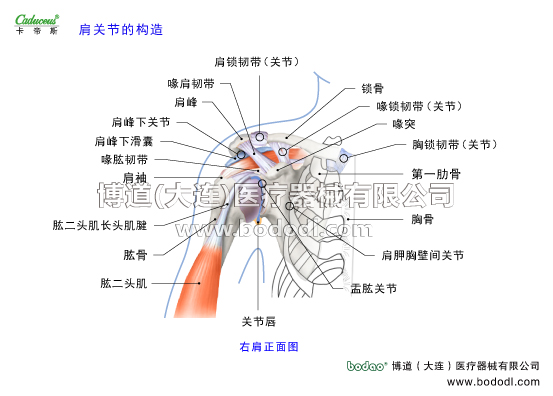 肩關(guān)節(jié)的運動損傷與防護(hù)
