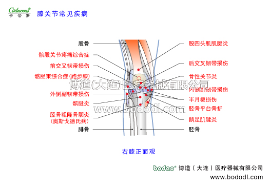 膝關(guān)節(jié)的運(yùn)動(dòng)損傷與防護(hù)