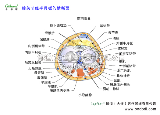 膝關(guān)節(jié)的運動損傷與防護(hù)