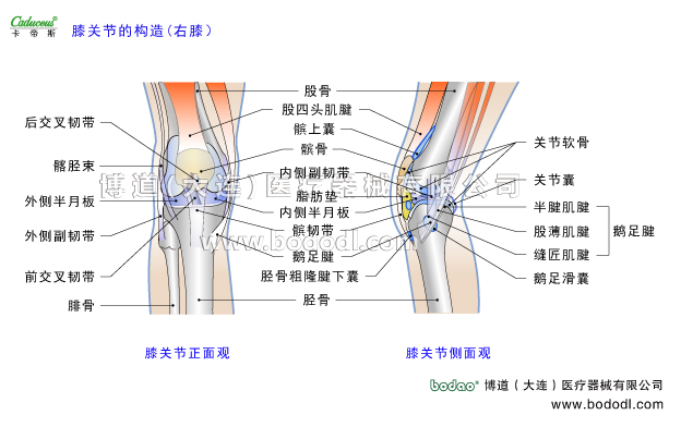 膝關(guān)節(jié)的運動損傷與防護(hù)