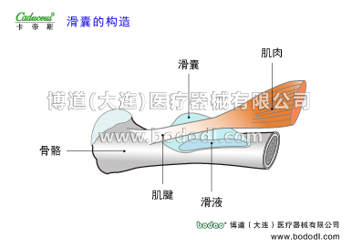 膝關(guān)節(jié)的運動損傷與防護(hù)