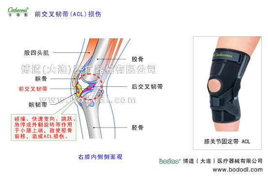 膝關(guān)節(jié)的運動損傷與防護(hù)