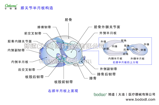 膝關(guān)節(jié)的運動損傷與防護(hù)
