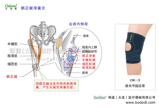 膝關(guān)節(jié)的運動損傷與防護(hù)