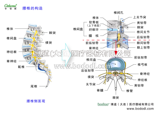 腰椎部的運(yùn)動(dòng)損傷與防護(hù)