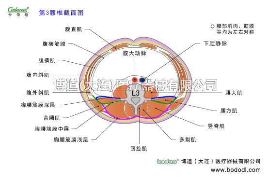 腰椎部的運動損傷與防護