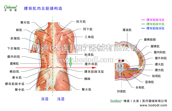 腰椎部的運動損傷與防護