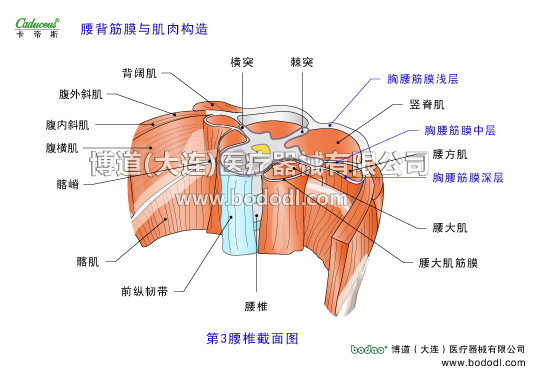 腰椎部的運動損傷與防護