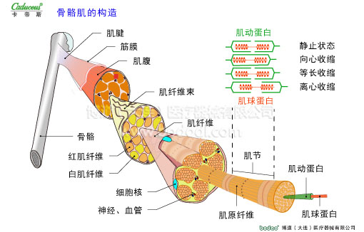 肌肉痙攣與加壓防護(hù)