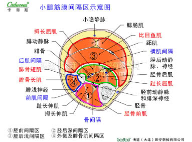 肌肉損傷與運動防護