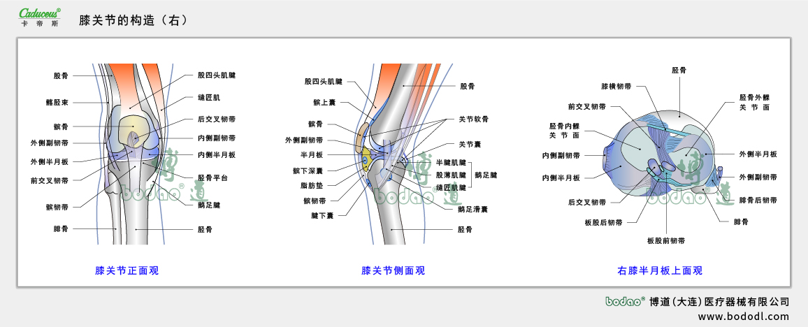膝關(guān)節(jié)的構(gòu)造