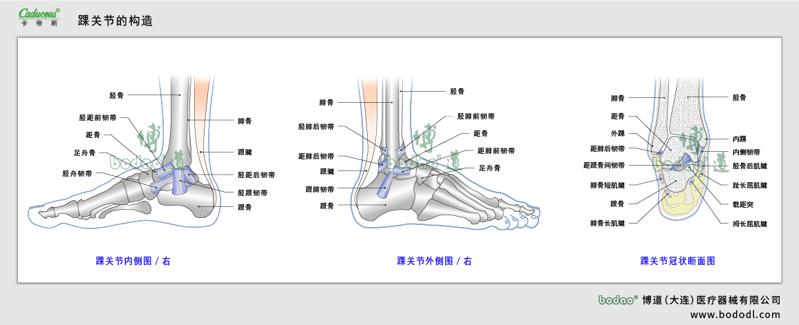 踝關(guān)節(jié)的構(gòu)造