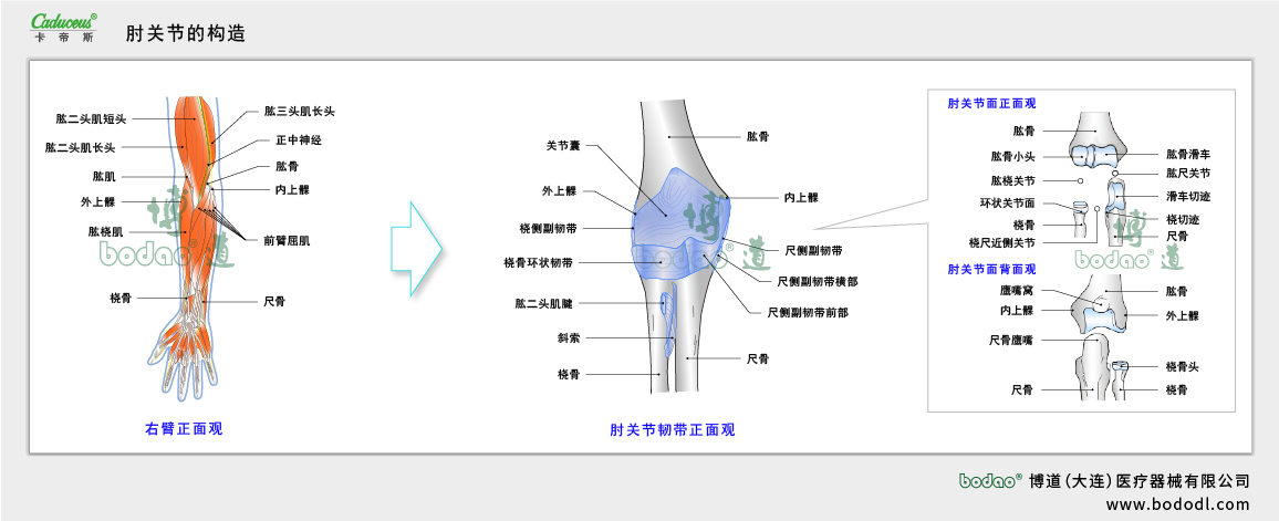 肘關節(jié)的構(gòu)造