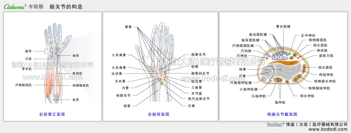 STRUCTURE OF WRIST JOINT