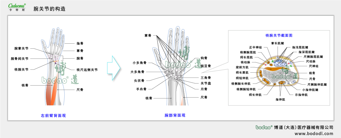 腕關(guān)節(jié)的構(gòu)造