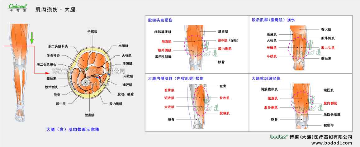 肌肉損傷的易發(fā)部位